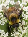 Orange-legged Drone Fly - photo 5