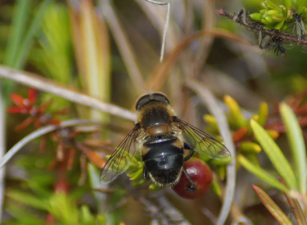 Eristalis gomojunovae - photo 2