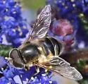 Eristalis hirta
