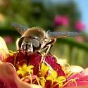 Eristalis hirta - photo 2