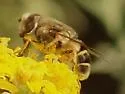 Eristalis hirta - photo 3