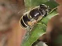 Eristalis hirta - photo 4