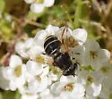 Eristalis hirta - photo 5
