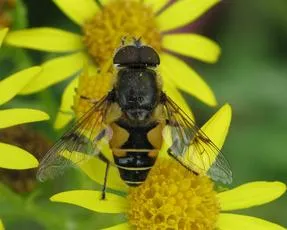 Eristalis horticola
