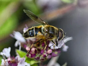 Eristalis horticola - photo 2