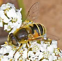 Eristalis interrupta - photo 2