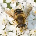 Eristalis interrupta - photo 4