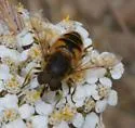 Eristalis interrupta - photo 5
