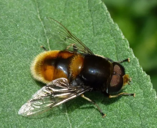 Eristalis intricaria