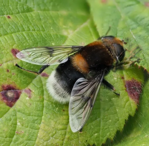 Eristalis intricaria - photo 2