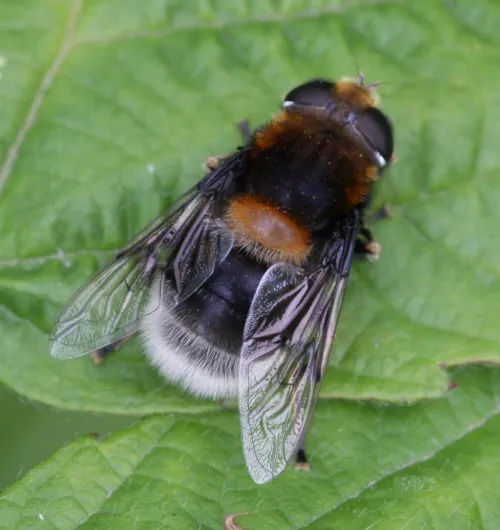 Eristalis intricaria - photo 3