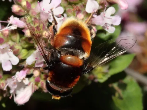 Eristalis intricaria - photo 4