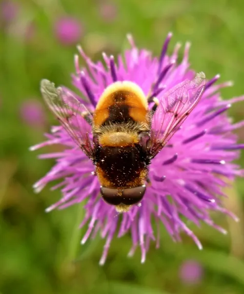 Eristalis intricaria - photo 5