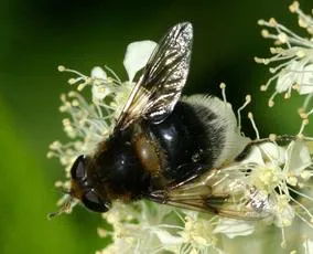 Eristalis intricaria - photo 6