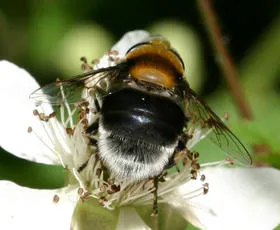 Eristalis intricaria - photo 7