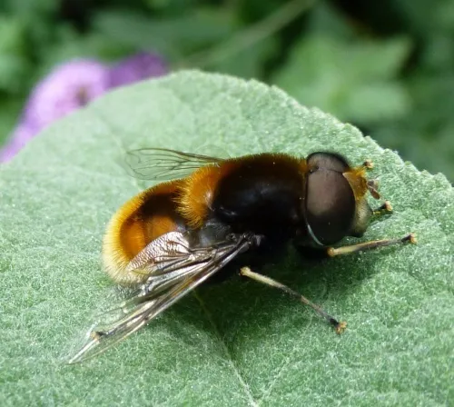 Eristalis intricaria - photo 8