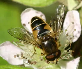 Eristalis nemorum