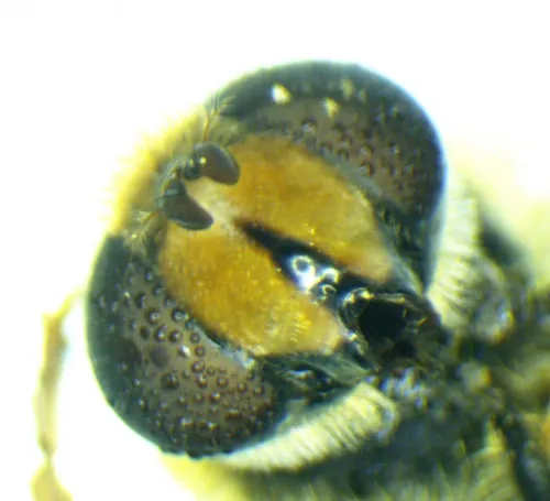 Eristalis nemorum - photo 2