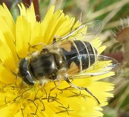 Eristalis nemorum - photo 3