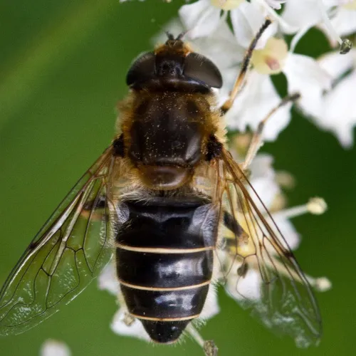 Eristalis nemorum - photo 4