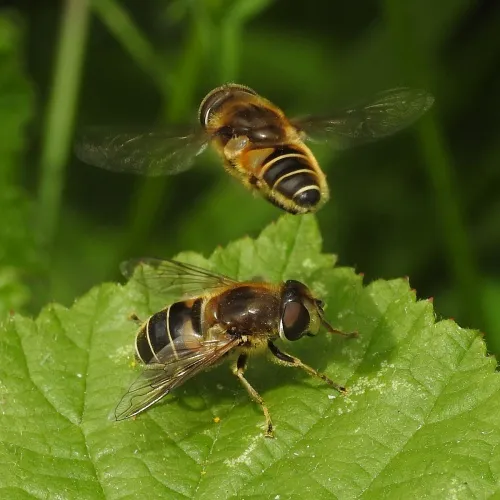 Eristalis nemorum - photo 5