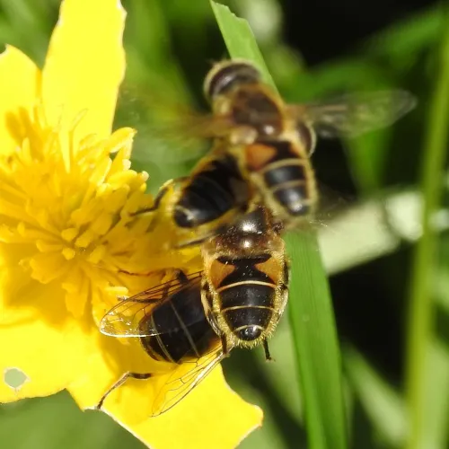 Eristalis nemorum - photo 7