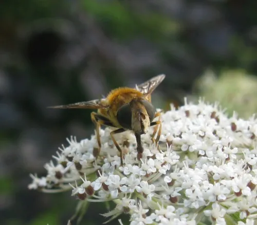 Eristalis nemorum - photo 8