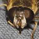 Eristalis obscura - photo 2