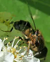 Eristalis obscura - photo 3