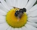 Eristalis obscura - photo 4