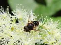 Eristalis obscura - photo 5