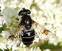 Eristalis rupium - photo 2