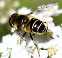 Eristalis rupium - photo 3