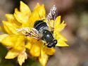 Eristalis rupium - photo 4