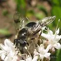 Eristalis rupium - photo 5