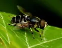 Eristalis saxorum