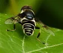 Eristalis saxorum - photo 2