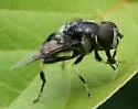 Eristalis saxorum - photo 3