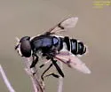 Eristalis saxorum - photo 5