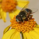 Eristalis stipator - Eristalis stipator