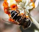 Eristalis stipator - photo 2
