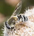 Eristalis stipator - photo 3