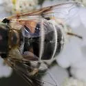 Eristalis stipator - photo 4