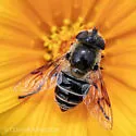 Eristalis stipator - photo 5