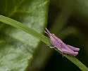 Texas Short-winged Slant-face Grasshopper