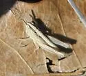 Texas Short-winged Slant-face Grasshopper - photo 2
