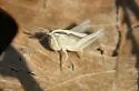 Texas Short-winged Slant-face Grasshopper - photo 3