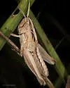 Texas Short-winged Slant-face Grasshopper - photo 4