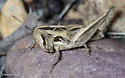 Texas Short-winged Slant-face Grasshopper - photo 5