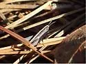 Obscure Grasshopper